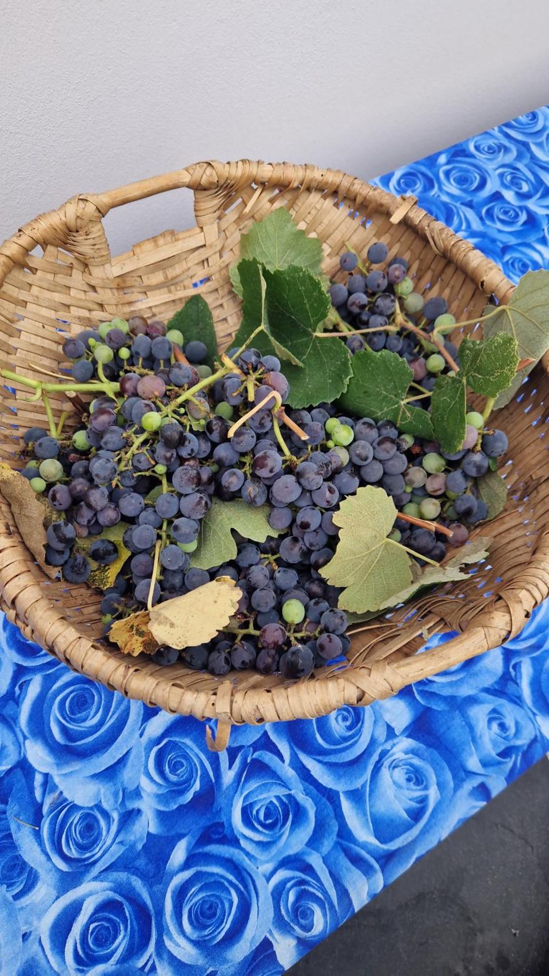 Bed and Breakfast Wine House Capannori Zewnętrze zdjęcie
